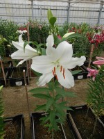 [4531 VH07 No01.JPG]